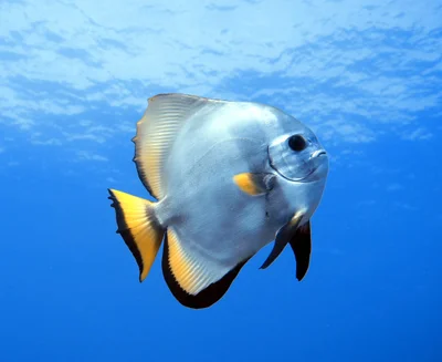 Orbicular Batfish