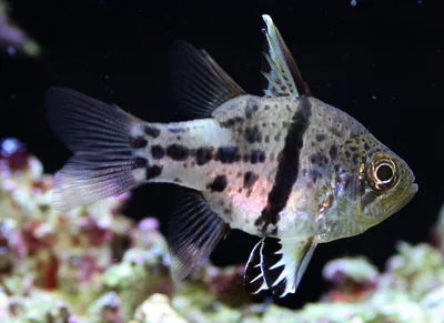 Orbicular Cardinalfish