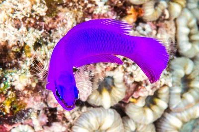 Orchid Dottyback