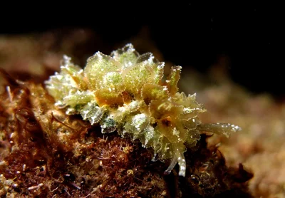 Oriental Polybranchia