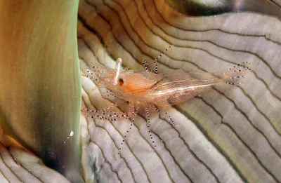Ornate Anemone Shrimp
