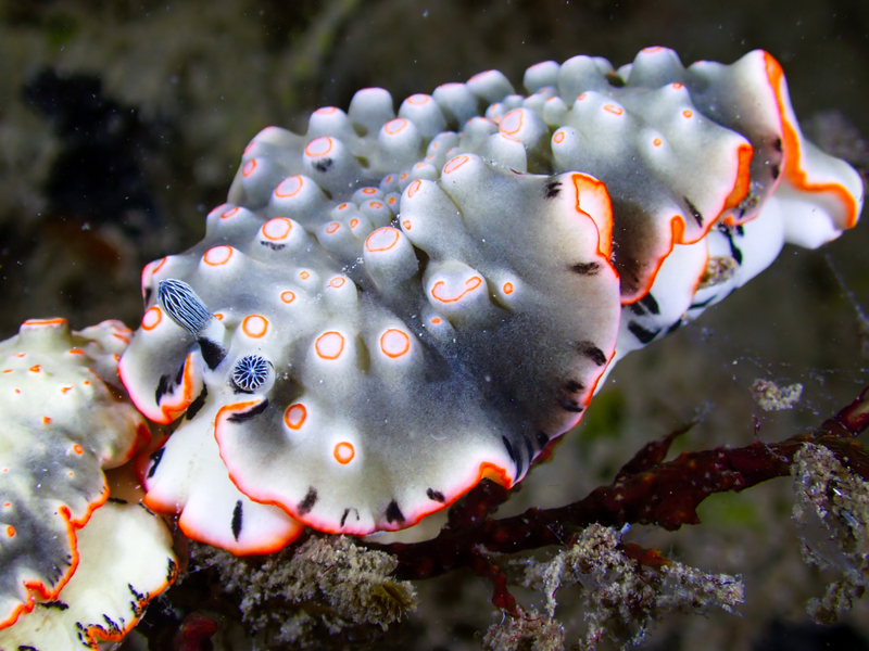 Ornate Armina (Dermatobranchus ornatus) - dangerous marine animal in the Red Sea