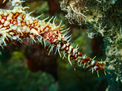 Ornate Ghost Pipefish
