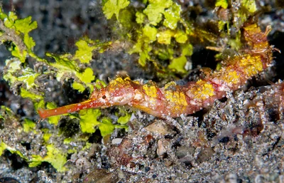 Ornate Pipefish