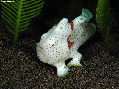 Painted Frogfish