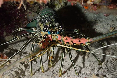 Painted Spiny Lobster