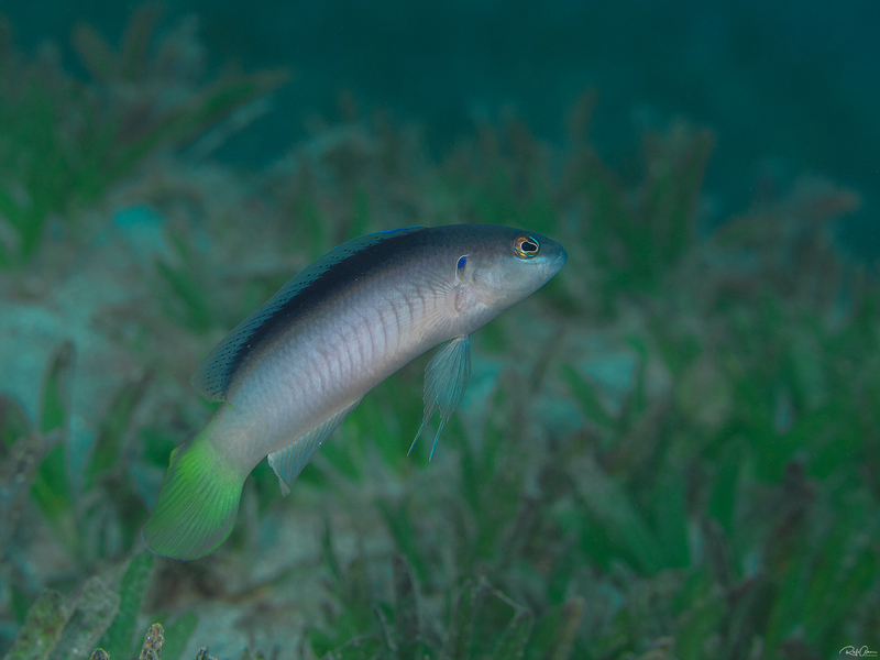 Pale Dottyback (Pseudochromis pesi) - a Red Sea endemic species
