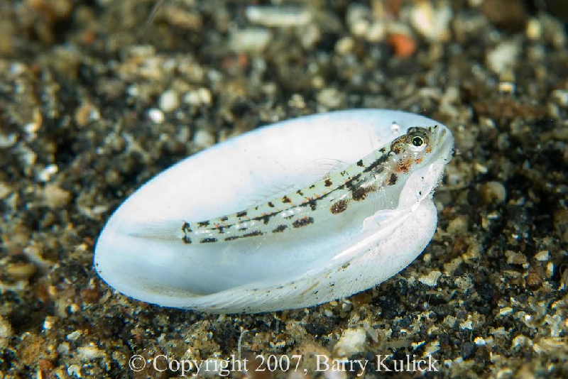 Pale Triplefin (Enneapterygius pallidus) - a Red Sea endemic species