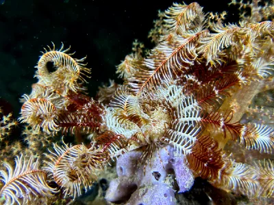 Palmata Feather Star