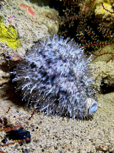 Panther Cowry