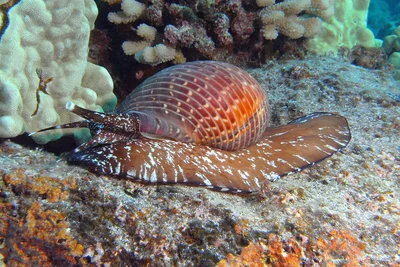 Partridge Tun