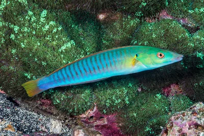 Pastel Ringwrasse