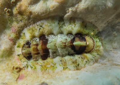 Pearly Chiton