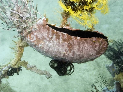 Penguin Wing Oyster