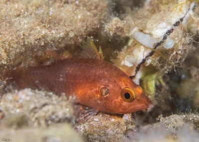 Peppered Cardinalfish