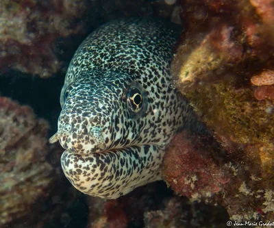 Peppered Moray