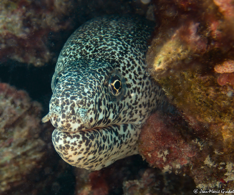 Peppered Moray (Gymnothorax pictus) - dangerous marine animal in the Red Sea