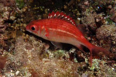 Peppered Squirrelfish