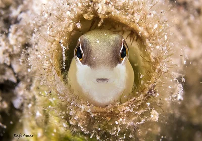 Peters’ Blenny