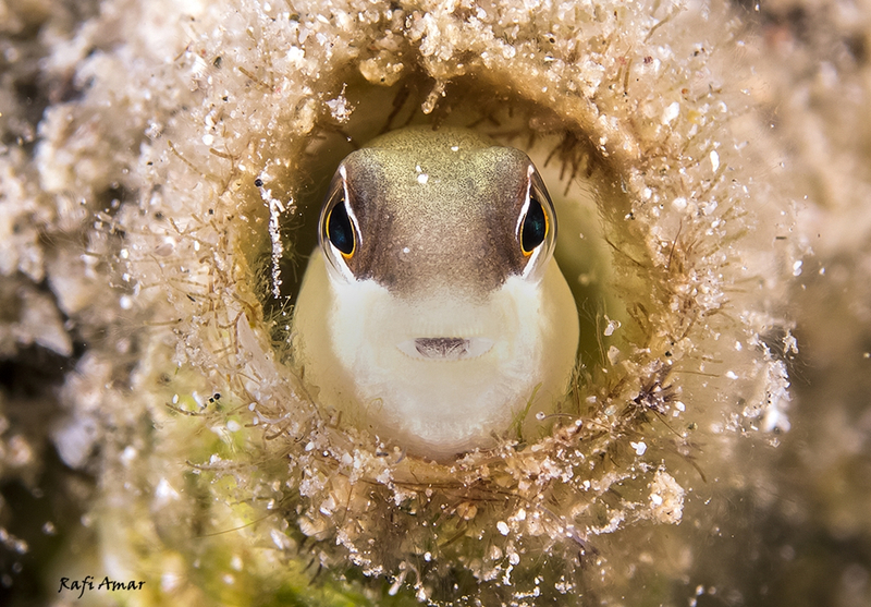 Peters’ Blenny (Enchelyurus petersi) - a Red Sea endemic species