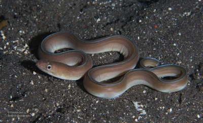 Phantom (Ghost) Moray