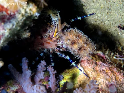 Pinecone Marble Shrimp