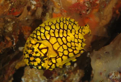 Pineconefish