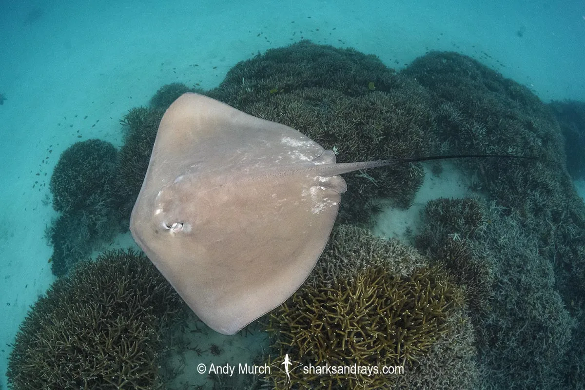 Pink Whipray