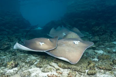 Pink Whipray