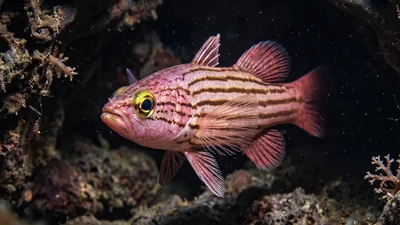 Pinstripe Basslet