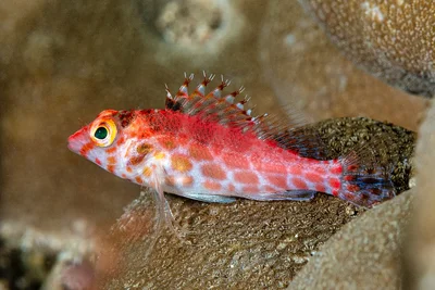 Pixie Hawkfish
