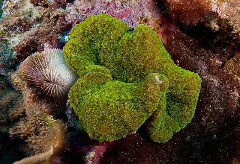 Pizza Anemone (Cryptodendrum adhaesivum) - dangerous marine animal in the Red Sea