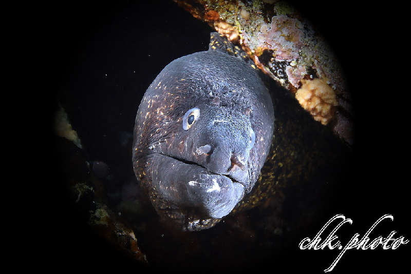 Plain Moray (Gymnothorax hepaticus) - dangerous marine animal in the Red Sea
