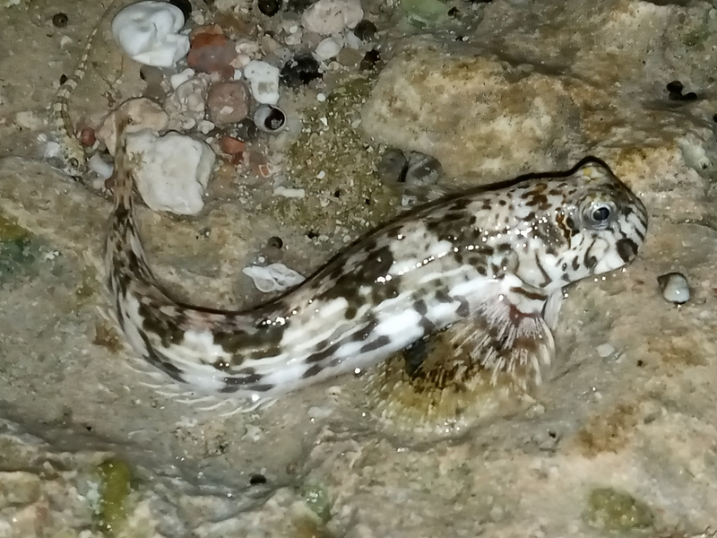 Plain Rockskipper (Istiblennius unicolor) - a Red Sea endemic species
