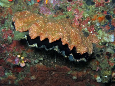 Plicate Oyster
