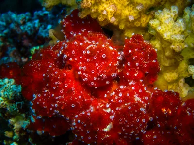 Polyp Sponge