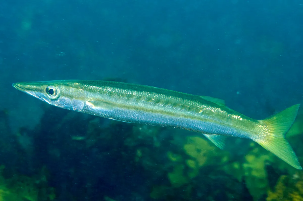 Pondicherry Barracuda