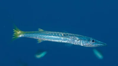Pondicherry Barracuda