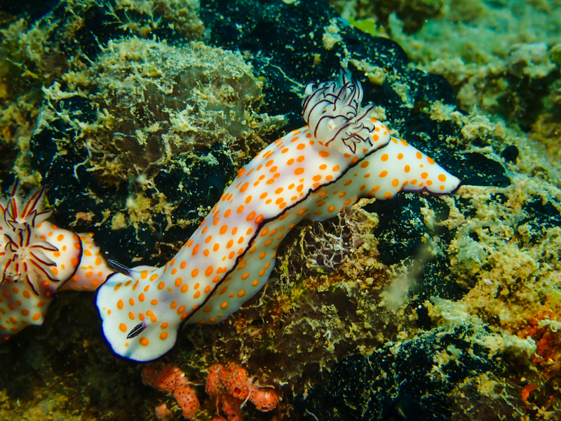 Pretty Hypselodoris (Hypselodoris pulchella) - dangerous marine animal in the Red Sea