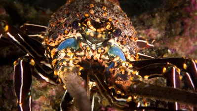 Pronghorn Spiny Lobster