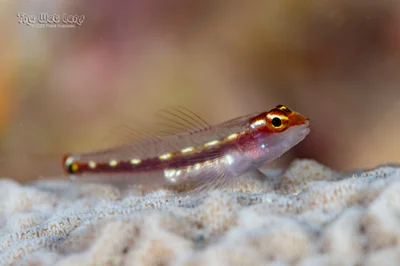 Punyit Dwarfgoby