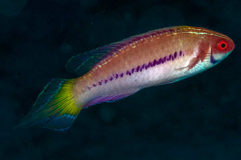 Purple-boned Wrasse (Cirrhilabrus blatteus) - a Red Sea endemic species