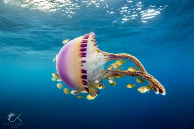 Purple Jellyfish