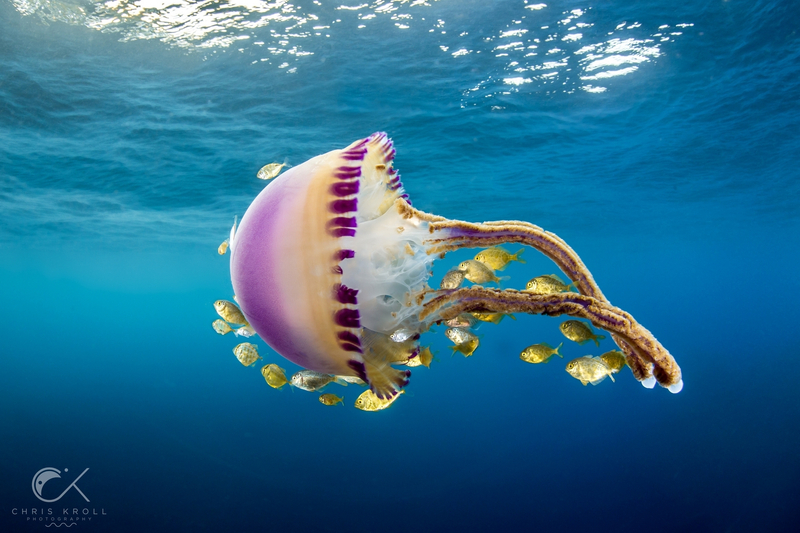 Purple Jellyfish (Thysanostoma loriferum) - dangerous marine animal in the Red Sea