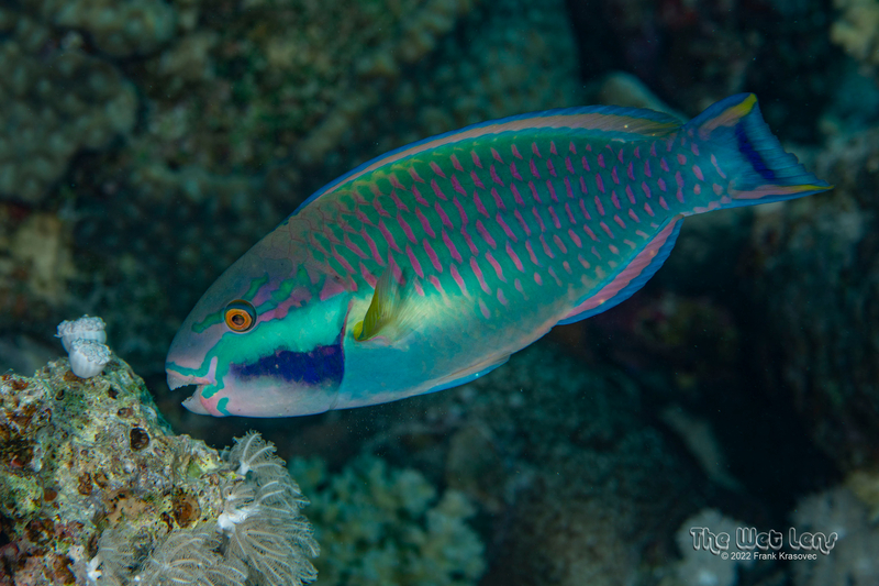 Purplestreak Parrotfish (Chlorurus genazonatus) - a Red Sea endemic species