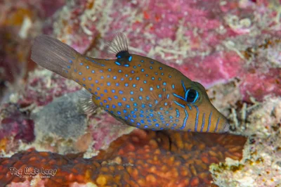 Pygmy Toby