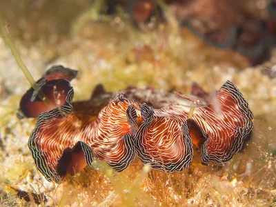 Radiant Flatworm