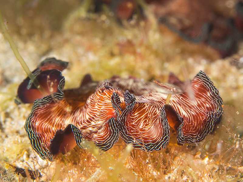 Radiant Flatworm (Pseudobiceros fulgor) - dangerous marine animal in the Red Sea