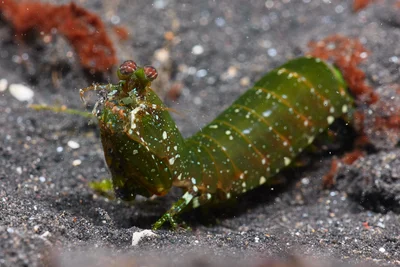 Rainbow Mantis Shrimp
