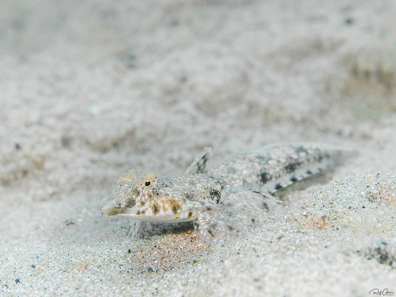 Randall’s Dragonet (Diplogrammus randalli) - a Red Sea endemic species